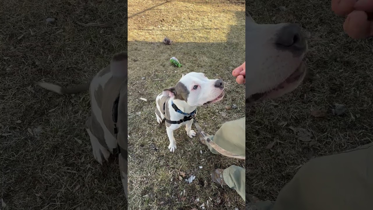 Enlarge Mateo - affectionate boy, good with other dogs!, a ADOPTABLE Mixed Breed in Oshkosh, WI video 4/5