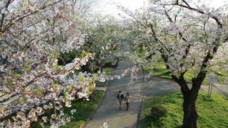 preview picture of video 'Three Top Iwate Sakura Spots: Tenshōchi・Morioka Castle Ruins・Takamatsu Park'