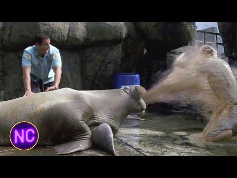 Walrus Vomit | 50 First Dates | Now Comedy