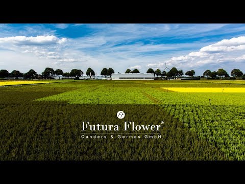 Futura Flower - Blick hinter die Kulissen