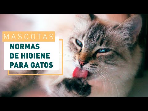 Cómo mantener la higiene de tu gato: guía completa
