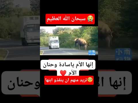 انثى الفيل تطلب من الماره انقاذ ابنها #حيوانات #وثائقيّ #الام #الاسلام #islam #islamic #نصيحة #الصين
