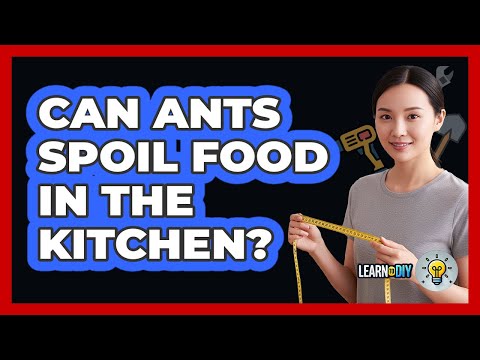 Can Ants Spoil Food In The Kitchen?
