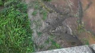 preview picture of video 'Feeding Costa Rican Crocodiles off Tarcoles River bridge.'