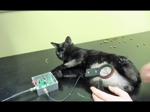 VA medical experiments on cats targeted by Rep. Titus