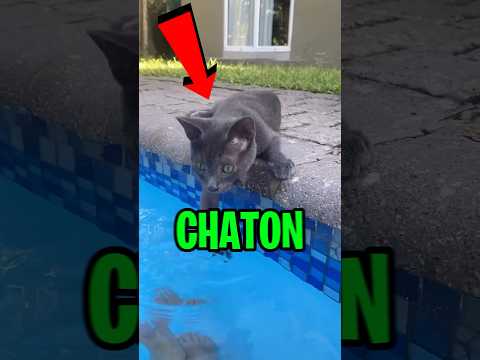 IMAGINE que ton CHATON a CHAUD et veut ALLER dans la PISCINE, À quelle PISCINE l’EMMÈNERAIS-TU ?😰