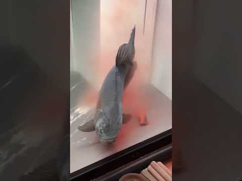 Feeding Time #Piranha #PredatoryFish