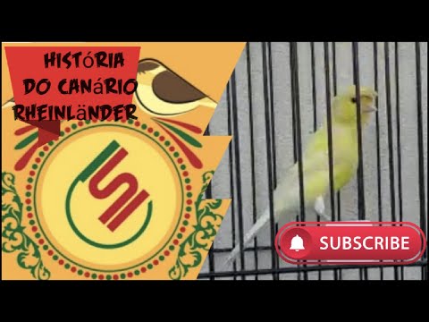 History of the Rheinländer Canary