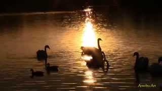 Tafubar ~ `` Garden of 999 Pleasures ``