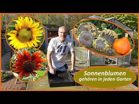 , title : 'Sonnenblumen / Bienenweide, Vogelfutter, Augenweide, ein muss in jedem Garten'