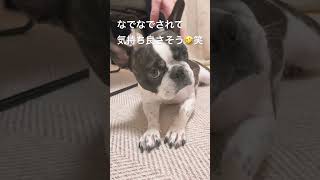 なでなでに弱いワンコ🐶 #フレンチブルドッグ #幸せ  #フレブル #frenchie #shorts 　　　　　　"A pup that loves being petted 🐶"