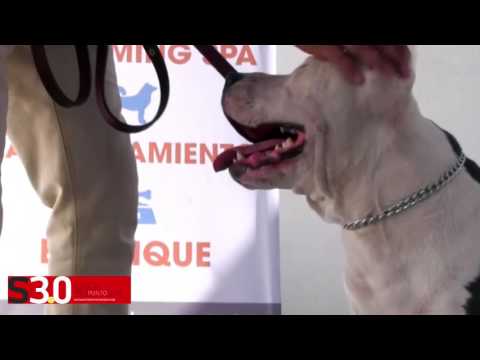 Dogs, Cats & Co, una opción para tu mascota