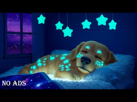 Dog Calming Music For Dogs🎵💖Anti Separation Anxiety Relief Music🐶Sleep dog Healing🎵