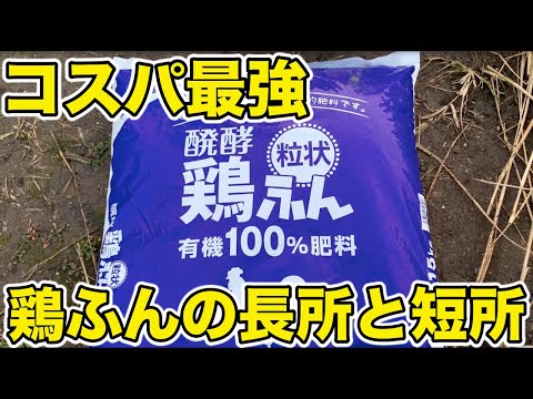 鶏糞を肥料として使用する: 庭の自然の驚異 + ビデオチュートリアル  庭園
