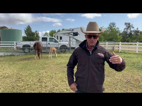 Our foal handling process 101 sponsored by Weaver Leather