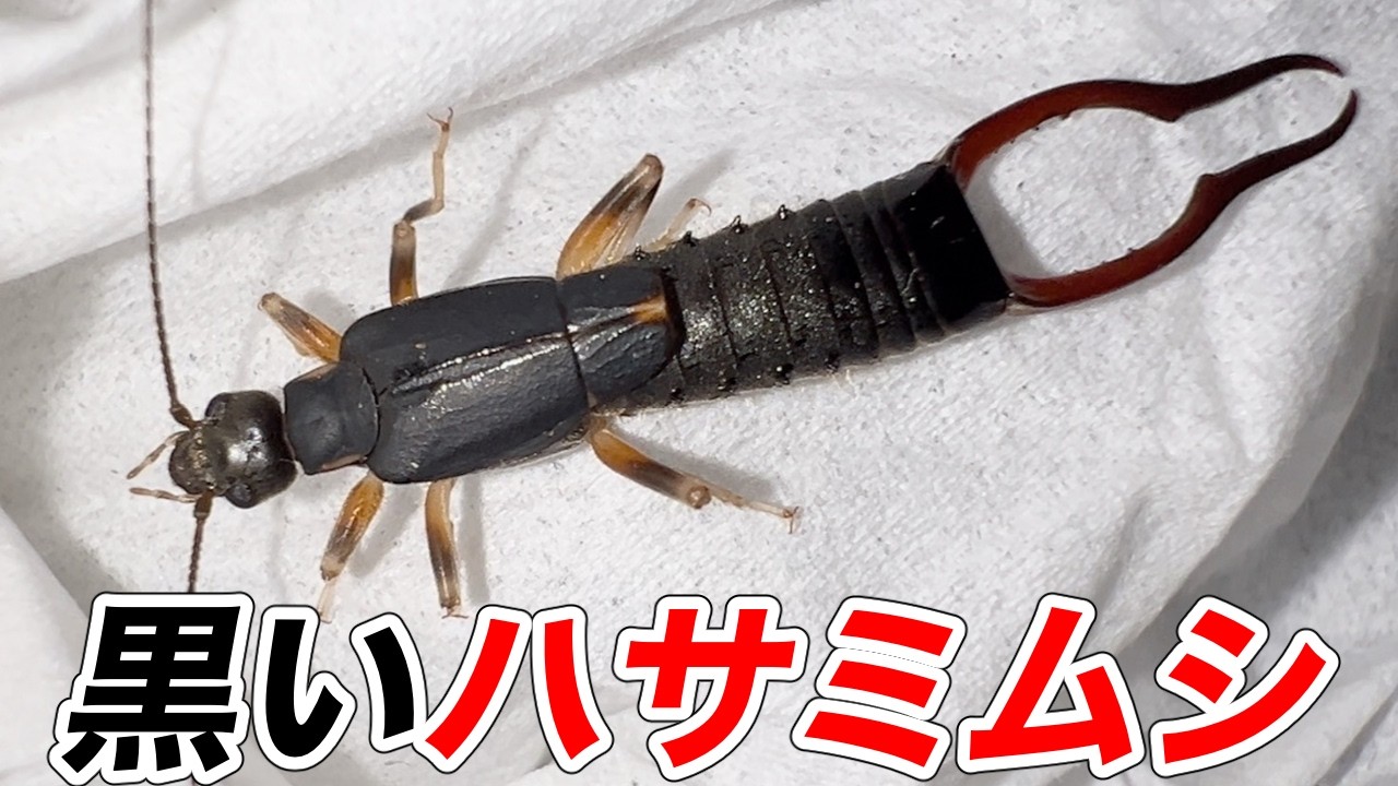 視聴者様から完全初見の昆虫を授かりました！！！