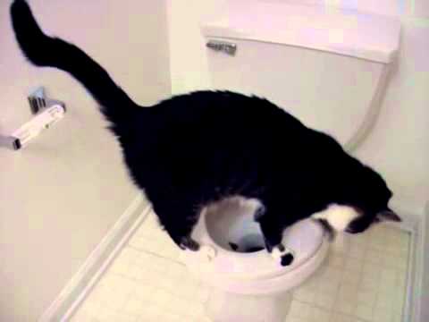 Toilet Cat