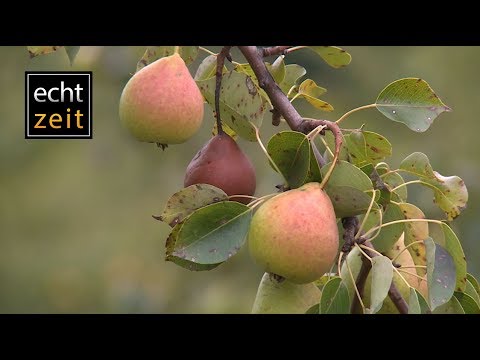 Mit Schneid in den Obstgarten