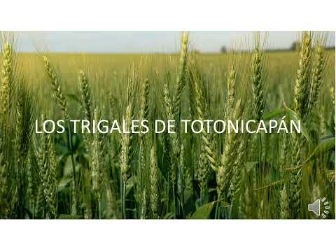 CUAN FELICES FUIMOS. LOS TRIGALES DE TOTONICAPÁN