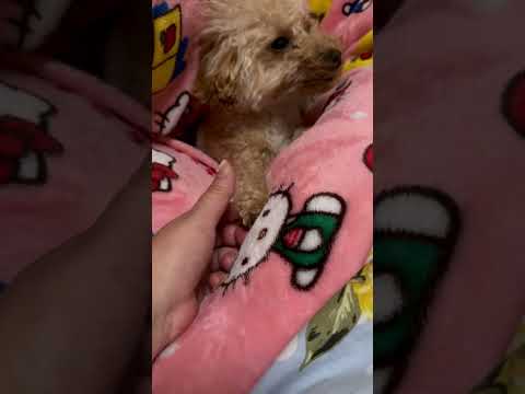 経営学科 トイプードル17ヶ月 #トイプードル　 #toypoodle #おパンツカット