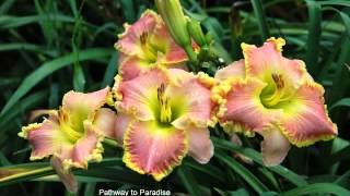 preview picture of video 'Backroads Daylilies 2013'