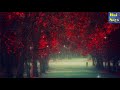 Best Whatsapp Status Sufi Kalaam Masuri Song Rai Says Videos