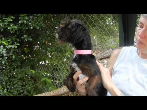 M. Kandi, an adopted Schnauzer & Yorkshire Terrier Mix in Houston, TX_image-1