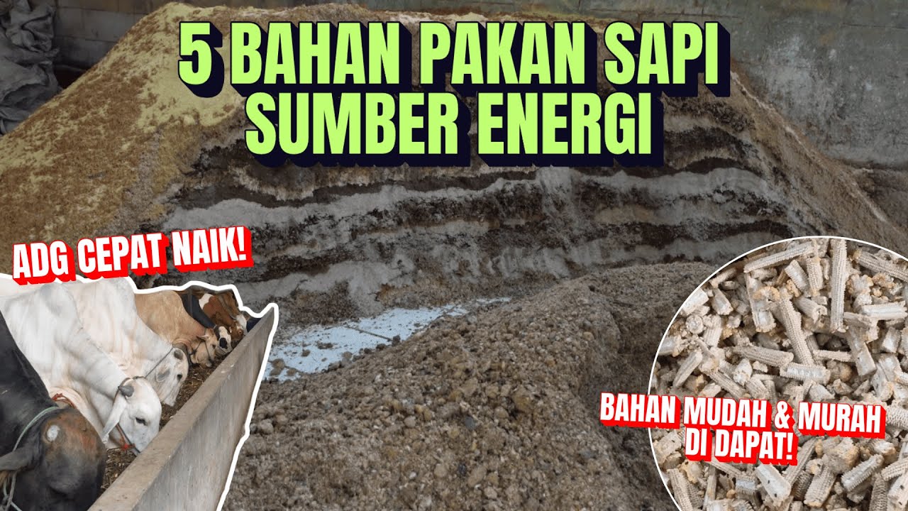 5 Sumber Karbohidrat Pakan Ternak