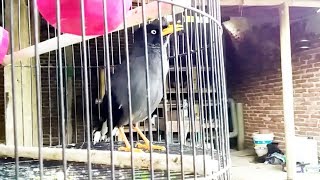 Download lagu suara burung jalak kebo muda mata putih gacor | jalak kebo gacor mp3