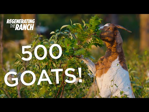 Adding 500 Goats to Our Ranch – Regenerating the Ranch Docuseries