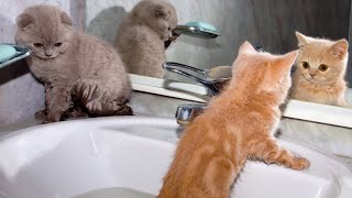 FUNNIEST Baby Animals 🤣 😂  Best Cats Dogs &a