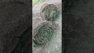 Download lagu Japanese/Manila/Peking Grass Seeds mp3