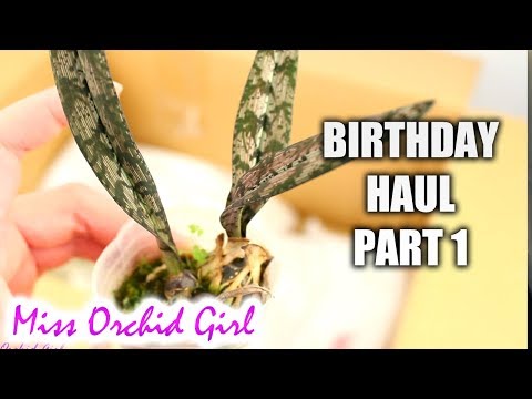 Unboxing birthday Orchid Haul - Part 1 Orchid Garden