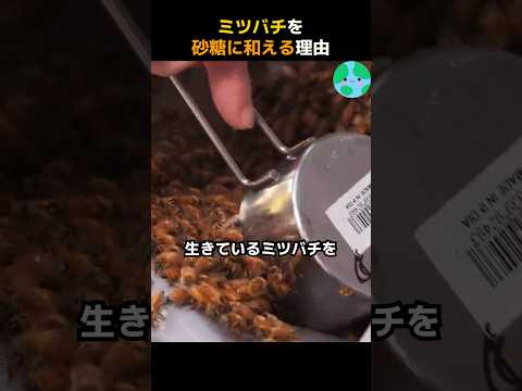 養蜂:ここに注意する必要があります サービス