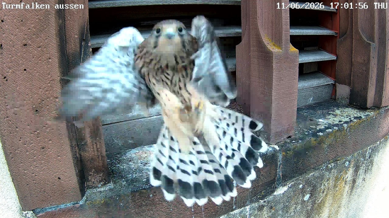 Turmfalke fliegt gegen die Kamera [Fail]