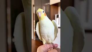 Download lagu Adorable Cockatiel's Cute Response to Whistling π₯°π₯Ήπ¦ #cockatielscraze #birdscharm #birdsinging mp3 Download lagu Adorable Cockatiel's Cute Response to Whistling π₯°π₯Ήπ¦ #cockatielscraze #birdscharm #birdsinging mp3