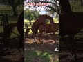 SEX IN ANIMALS Horse Breeding