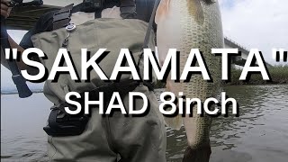 【サカ8】流れのある河川にドリフトで食わす