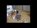Dog Cant Stop Biting Cats Ear