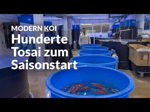 Matze und Hanka von Koi Zossen kaufen in Abstatt ein | Modern Koi Blog #7923