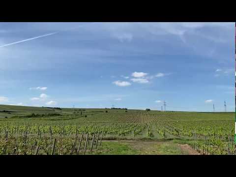 Wittmann Vineyard Tour with Philipp Wittmann