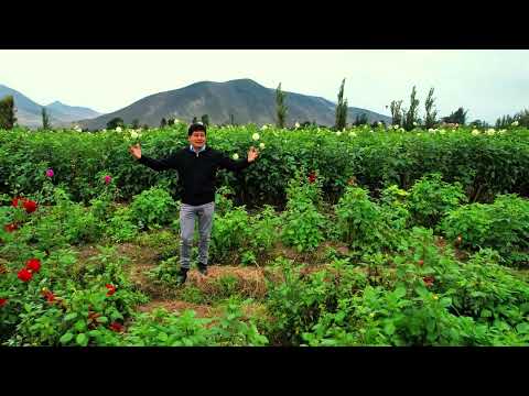 orquesta lirio de uchupata chancay (TUS LINDOS OJOS) Autor D.R.