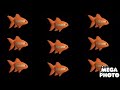 Nickelodeon Fish Logo In X Is Diet