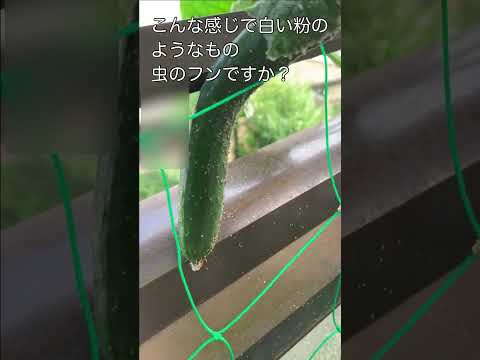 キュウリをトレリスで栽培することが有益な選択肢であるのはなぜですか?  庭園