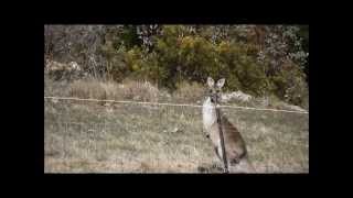 SkippyCam  The Kangaroos-  Welcome to My World- Tina Arena