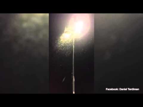 Burning Man festival infested with swarms of biting bugs that stink of coriander