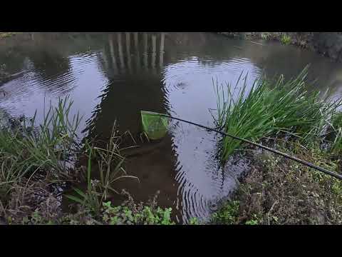 Barbel Fishing River Don