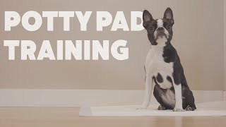 How To Potty Pad Train Your Puppy | Quick Tips | Rover.com