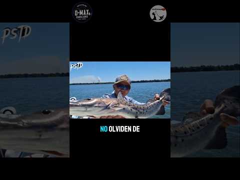 Pez: Surubí en Modalidad bait cast. ita ibaté corrientes. Sueño cumplido.