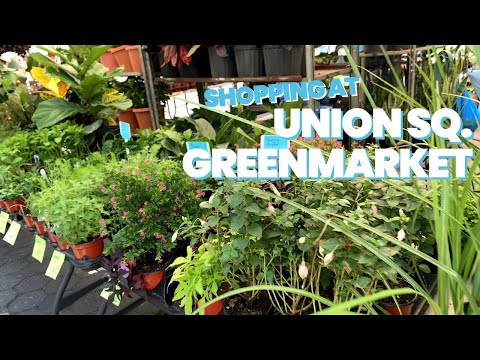 Plant Shopping at The Union Square Greenmarket